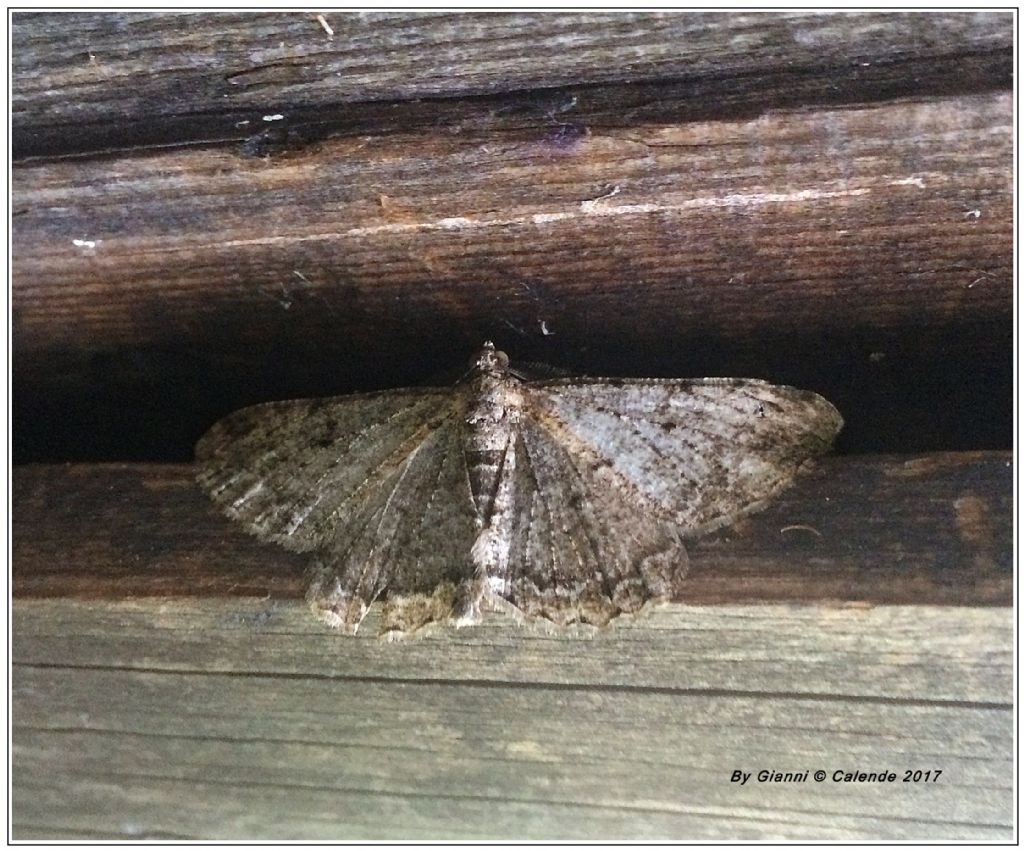 Alcis repandata? No, Peribatodes rhomboidaria - Geometridae